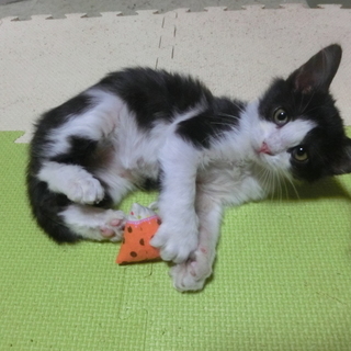 【ふわり】殺処分されるところでした。