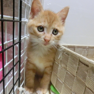 【きいと】殺処分されるところでした。