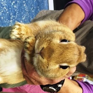 ネザーランドの男の子　