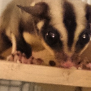 フクロモモンガの赤ちゃんの里親を急募！！