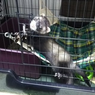 アンゴラ、ファーファームの男の子です