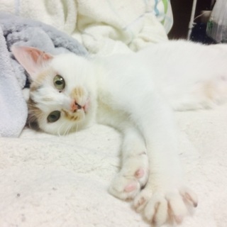 至急！ お願いします