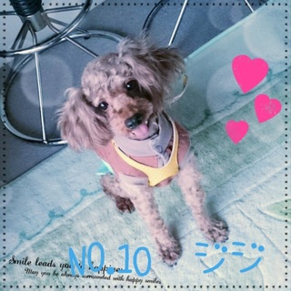 トイプードル オス 里親募集