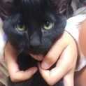 人懐こい子猫３ヶ月「クロ」
