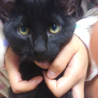 人懐こい子猫３ヶ月「クロ」