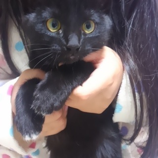 生後３ヶ月の女の子「シロ」