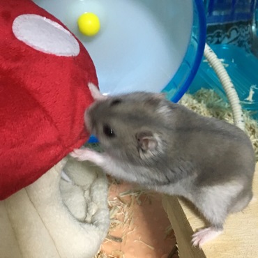 このーっ！