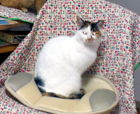 白三毛のツンデレ女子 サムネイル7