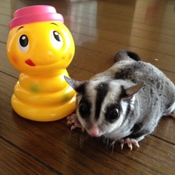 「フクロモモンガの桃ちゃん」サムネイル2