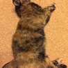 撫でて〜といってます