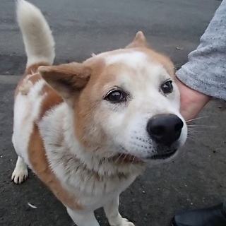 譲渡が決まったそうです！！