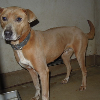 短毛中型、元気な女の子の家族募集！！