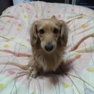 元気なミニチュアダックスフンド4歳