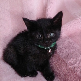 ☆ころころ　黒猫男の子　八雲くん☆