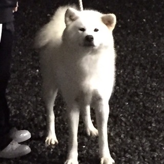 大事に飼っていただける方