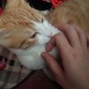 茶白　雑種の雄猫ちゃん里親募集 サムネイル3