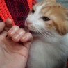 茶白　雑種の雄猫ちゃん里親募集 サムネイル4