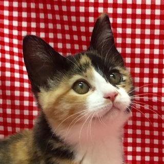 明るく元気な和美人ミケにゃんこ