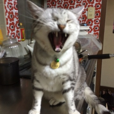 大あくびww