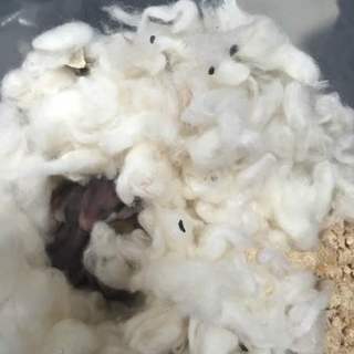 ゴールデンハムスターの里親募集