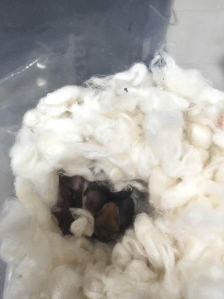 ゴールデンハムスターの里親募集 サムネイル2