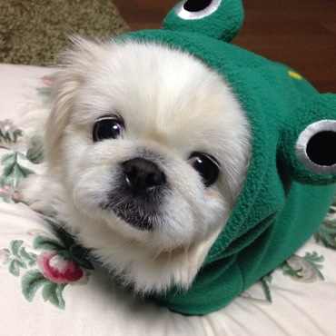大吉の写真