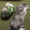 大きさの違いww