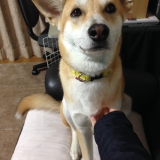 可愛がって頂ける方募集！