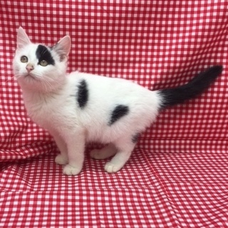 ウシ君？ネコ君？個性的な白黒にゃんこ