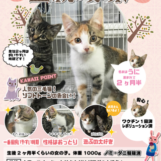 人気の三毛子猫！寒い冬は子猫と一緒に！