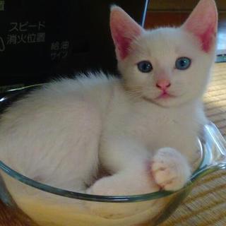 真っ白な猫ちゃん♪３～４カ月の女の子と男の子
