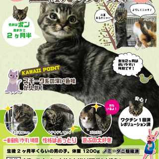 一緒に遊んで！かわいいキジトラ子猫！