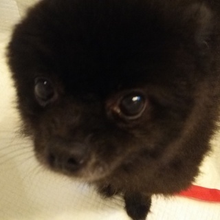 黒色ポメラニアン劣悪環境からのレスキュー