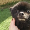 黒色ポメラニアン劣悪環境からのレスキュー サムネイル4