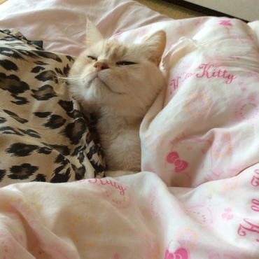 幸せにゃん