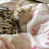 幸せにゃん