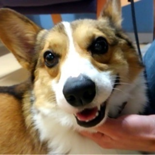 コーギー♂推定3歳ハジメ♡ご家族さま決定！