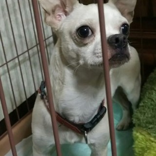  チワワ✕ブル系雑種♂サブロー 