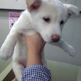 白系子犬君2か月半1