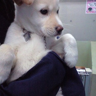 白系子犬君2か月半NO2