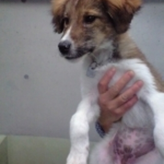 お耳ふさふさ君