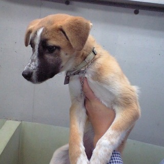 大人しい女の子です。