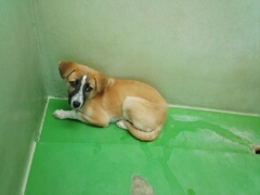 大人しい女の子です。 サムネイル2