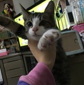 生まれて２ヶ月くらいの子猫ちゃん