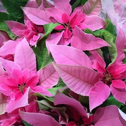 「ラットは、性格も受け継ぐんだって‼︎」サムネイル1