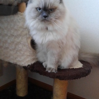 ヒマラヤンの仔猫の里親さん募集