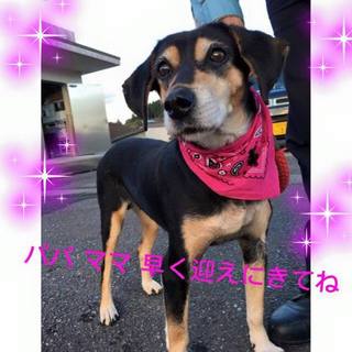 年越し前に！！人慣れした元気な女の子