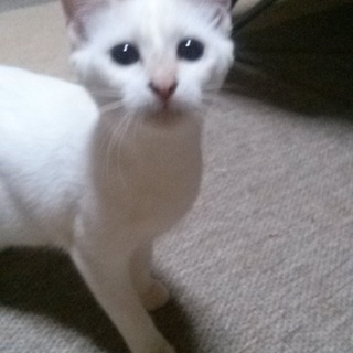 ありがとうございました。