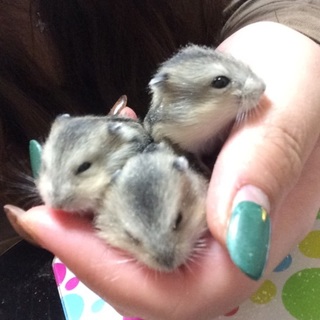 全て里親様が決まりました！ありがとうございました