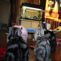 ちょっとピリピリしてます。